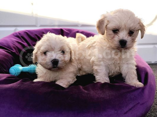 Nadir Kartopu Maltipoo Yavrularımız görsel