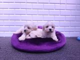 Nadir Kartopu Maltipoo Yavrularımız