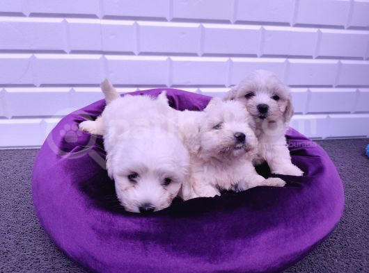 Nadir Kartopu Maltipoo Yavrularımız