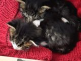 Sokakta Annesi̇ Terketmi̇ş Yavru Teki̇r Kedi̇ler 