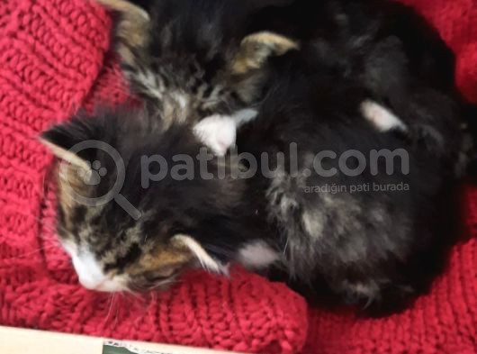 Sokakta Annesi̇ Terketmi̇ş Yavru Teki̇r Kedi̇ler  görsel