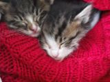 SOKAKTA ANNESİ TERKETMİŞ YAVRU TEKİR KEDİLER 