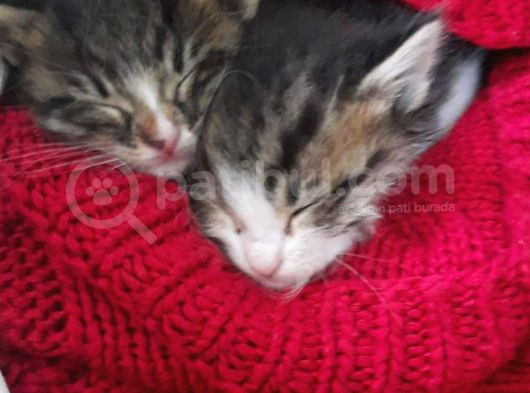 Sokakta Annesi̇ Terketmi̇ş Yavru Teki̇r Kedi̇ler 