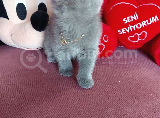 Pamuk Prensesim görsel