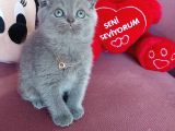 Pamuk Prensesim