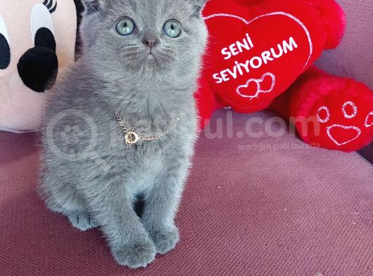 Pamuk Prensesim görsel