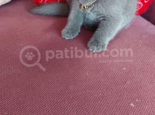Pamuk Prensesim görsel