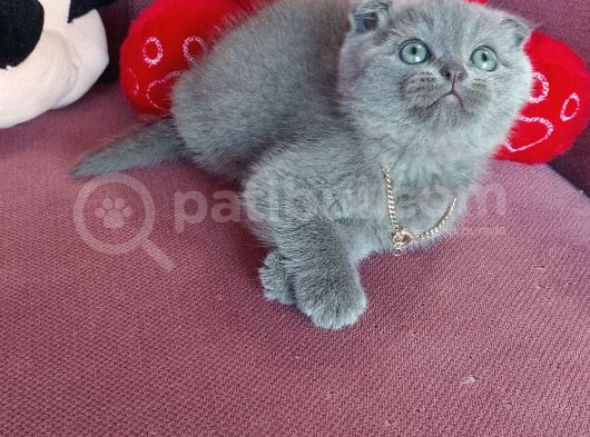 Pamuk Prensesim görsel
