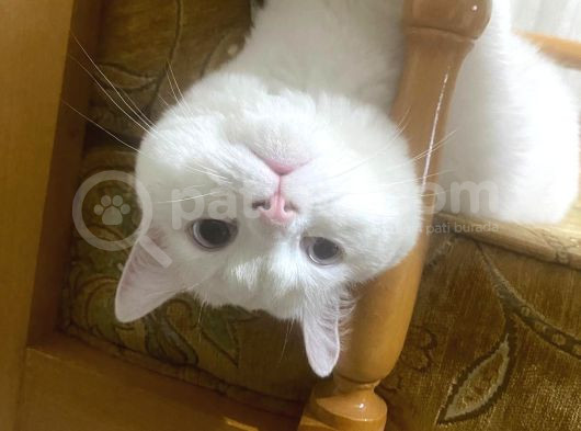 Ücretsiz Cins Kedi görsel