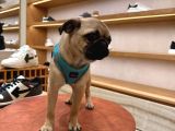 Pug