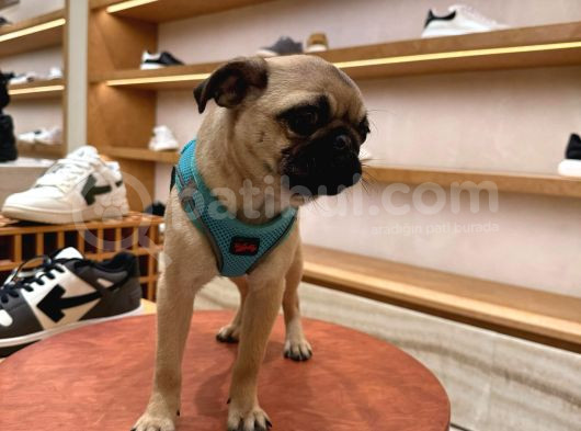 Pug görsel