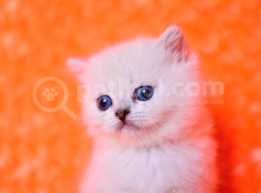 Masmavi Ns1133 British Shorthair görsel