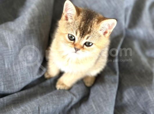 Golden Bri̇ti̇sh Shorthai̇r Yavrumuz Yuvasini Ariyor