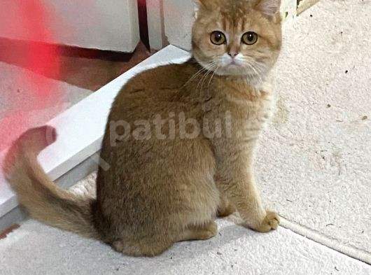 Çok Tatlı Dişi Golden Kızım görsel