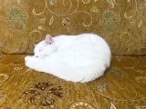 Ücretsiz Cins Kedi