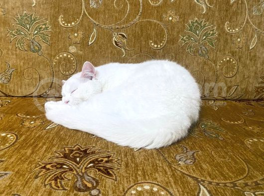 Ücretsiz Cins Kedi görsel