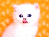 Masmavi Ns1133 British Shorthair