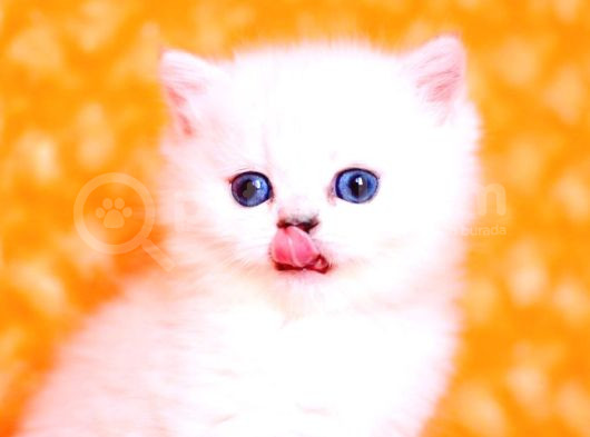Masmavi Ns1133 British Shorthair görsel