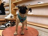 Pug