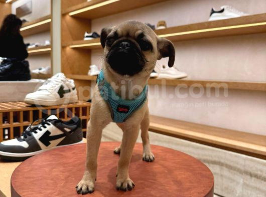 Pug