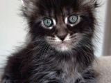 Türkiyenin Her Yerine Teslim Xxl Maine Coon