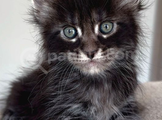 Türkiyenin Her Yerine Teslim Xxl Maine Coon görsel