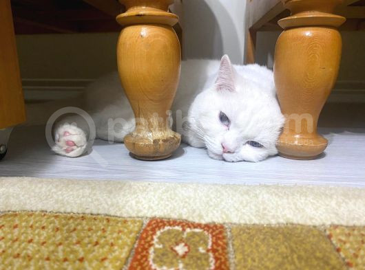 Ücretsiz Cins Kedi görsel