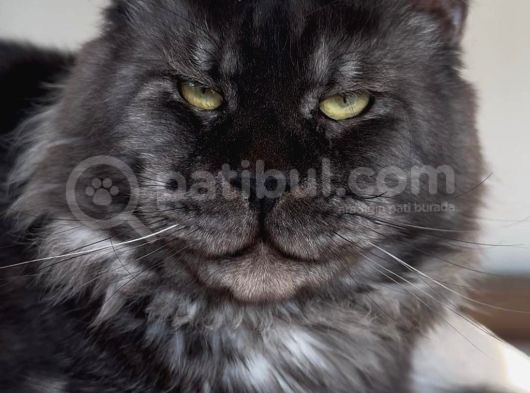 Türkiyenin Her Yerine Teslim Xxl Maine Coon görsel