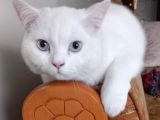 Ücretsiz Cins Kedi