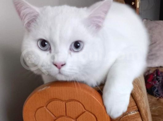 Ücretsiz Cins Kedi