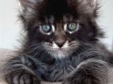 Türkiyenin Her Yerine Teslim Xxl Maine Coon