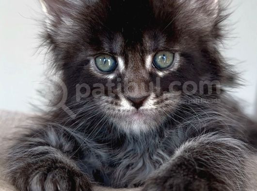 Türkiyenin Her Yerine Teslim Xxl Maine Coon görsel