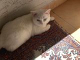 Ücretsiz Cins Kedi