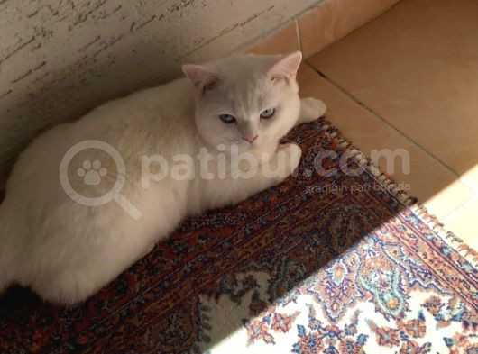 Ücretsiz Cins Kedi görsel
