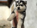 Safkan husky sibirya kurdu