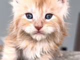 Türkiyenin her yerine teslim xxl maine coon