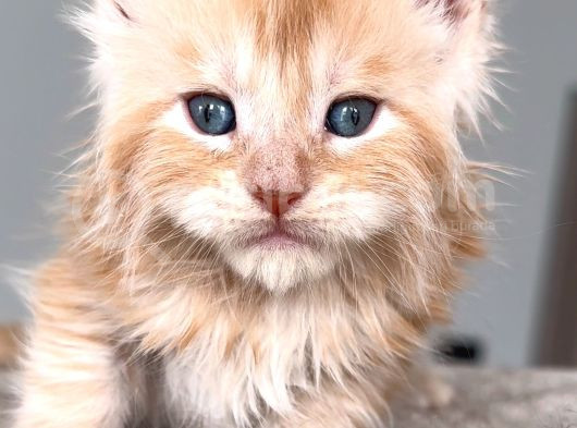Türkiyenin Her Yerine Teslim Xxl Maine Coon