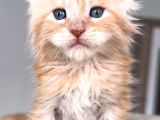 Türkiyenin Her Yerine Teslim Xxl Maine Coon