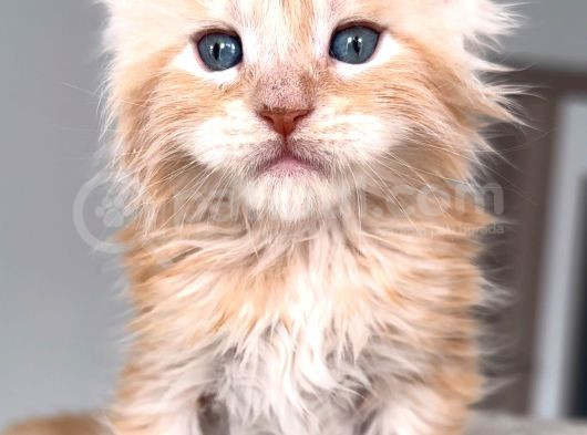 Türkiyenin Her Yerine Teslim Xxl Maine Coon görsel
