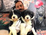 DUNYANİN EN ZEKİ IRKI BORDER COLLIE