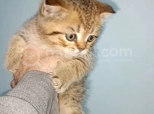 Güzelli̇kler Tesli̇me Hazir görsel