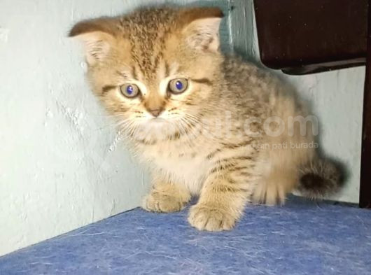 Güzelli̇kler Tesli̇me Hazir görsel