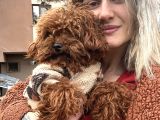 Toy Poodle Yavrular