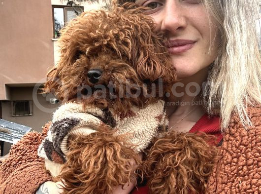 Toy Poodle Yavrular görsel
