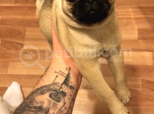 Pug görsel