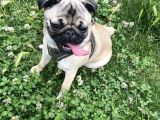 8 Aylık Dişi Pug