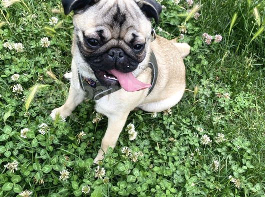 8 Aylık Dişi Pug görsel