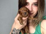 Toy Poodle Yavrular