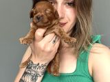 Toy poodle yavrular