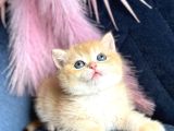 Show Kalite British Shorthair Golden Ny11Ny12 By12